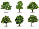 set of trees with background