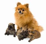 Pomeranian dog with her puppies