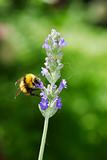 Bumblebee on a lavander flower