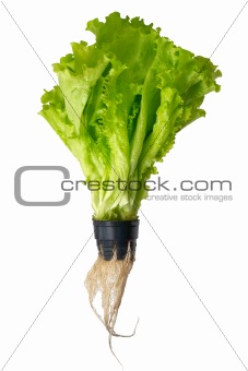 Hydroponic green salad in pot Isolated on white
