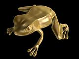golden frog