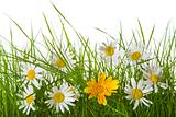 Daisy Flowers Amongst Grass