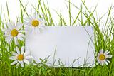  White Sign Amongst Grass and Daisy Flowers
