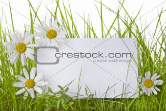  White Sign Amongst Grass and Daisy Flowers