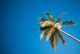 Palms and Caribbean sky