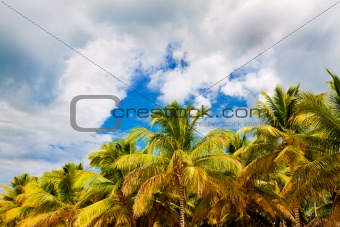 Storm clouds above the palm forest