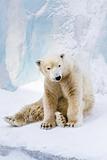 Young polar bear looking around