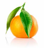 fresh tangerine fruit with green leaves isolated