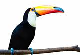 Beautiful Toucan on White Background.