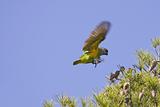 Senegal Parrot Flying