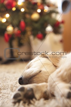 Golden retriever puppy 6 weeks old at christmas