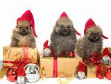 Pomeranian puppies on present with santa hats on