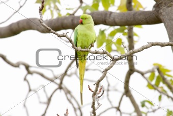 Rose-Ringed Parakeet On The Tree