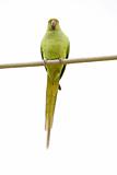 Rose-Ringed Parakeet On The Wire