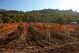 Rural autumn vineyard