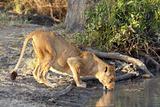 lioness drinking
