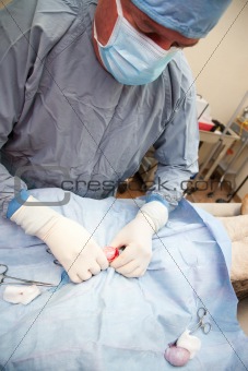 Veterniarian performing neuter operation on dog