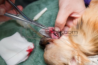 Veterinary dentistry