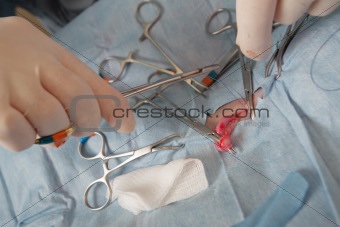 Veterniarian performing sterilization operation on dog