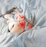 Knee of small dog during operation