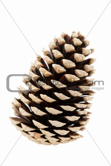 single pine tree cone