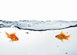 two goldfish in water