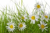 Grass with Daisies 