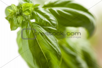 Fresh Basil Plant Leaves and Sprout Abstract Growing on the Vine.