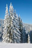 winter spruce trees