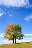 Lonely autumn tree on sky background.