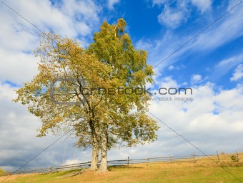 Two lonely autumn trees on sky background.