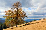 Lonely tree on autumn mountainside