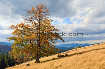 Lonely tree on autumn mountainside