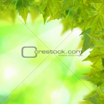Beautiful green leaves with green background in spring