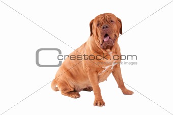 Female  dog