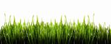 Green grass panorama isolated on white background