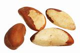 Brazil Nut (Bertholletia excelsa)