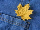 leaf in pocket