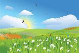 Colorfull meadow / flower and grass / vector