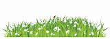 grass and flowers on white background / vector