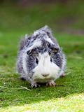 Cute grey and white cavy