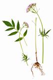 Valerian Leaf, Root and Flower