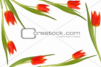 Tulip Flower Beauty