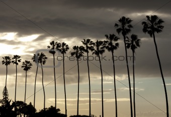 Palm Trees Silhouette on Sunset Sky