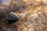 Peaceful Scene with Pinecone in Water