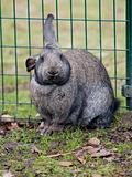 Big puffy rabbit