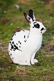 White hare with black