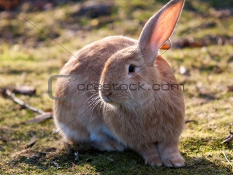 Cute and fluffy rabbit