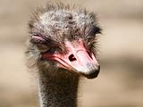 Head of ostrich