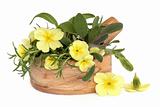 Primrose Flowers and Herbs